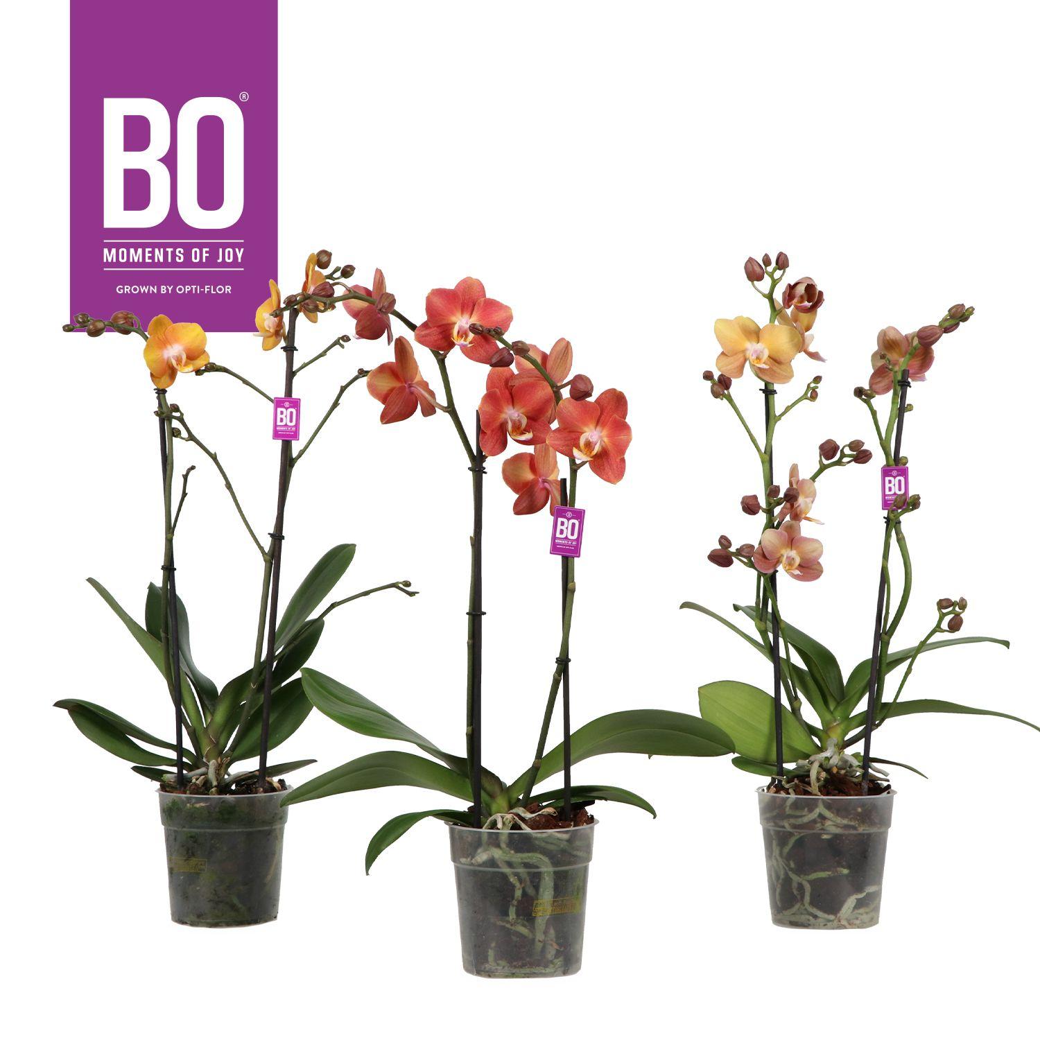 Горшечные цветы и растения оптом Phal 2st Bo Gold Mix (opti) от 10шт из Голландии с доставкой по России