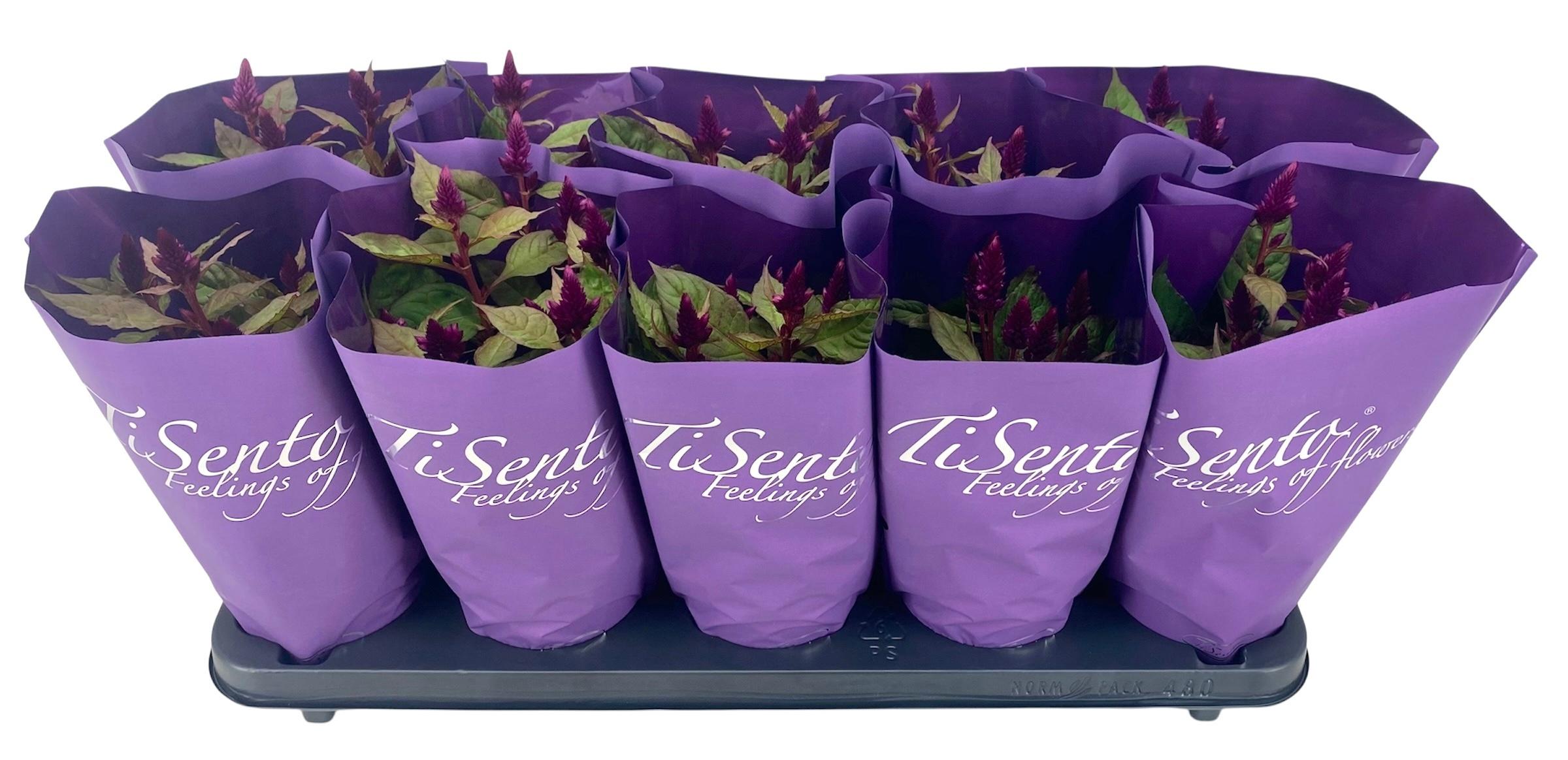 Горшечные цветы и растения оптом Cel Argentea Gem от 10шт из Голландии с доставкой по России