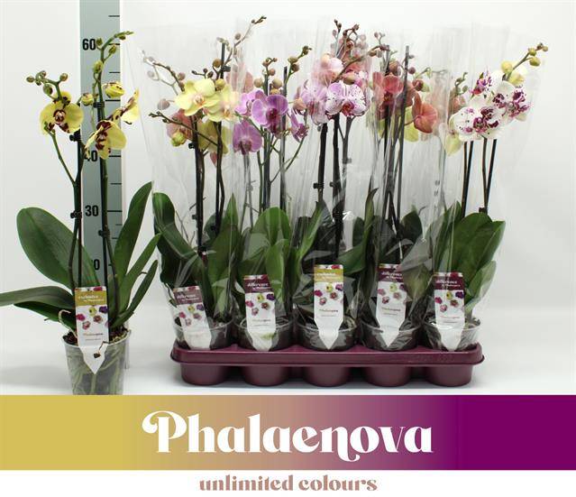 Горшечные цветы и растения оптом Phalaenopsis Mix 2t от 6шт из Голландии с доставкой по России