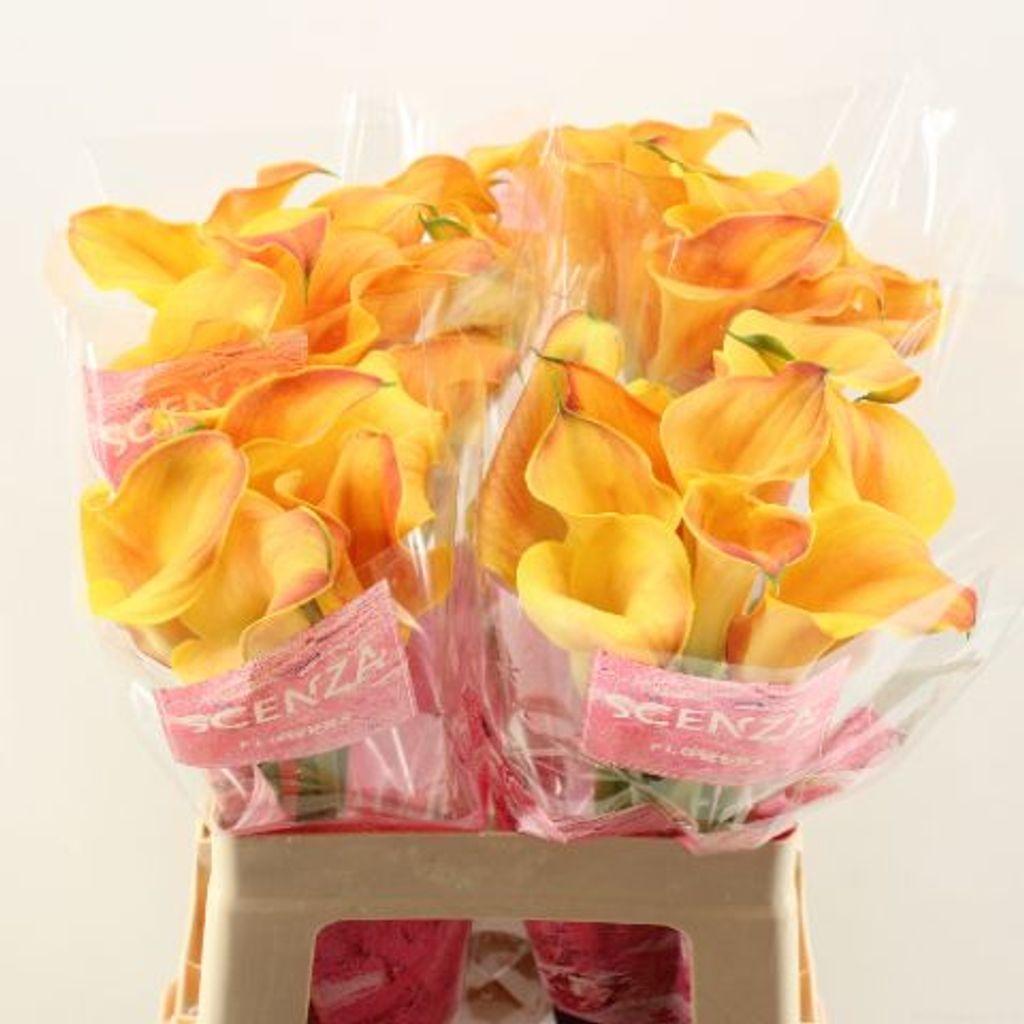 Срезанные цветы оптом Zantedeschia captain odeon от 40шт из Голландии с доставкой по России