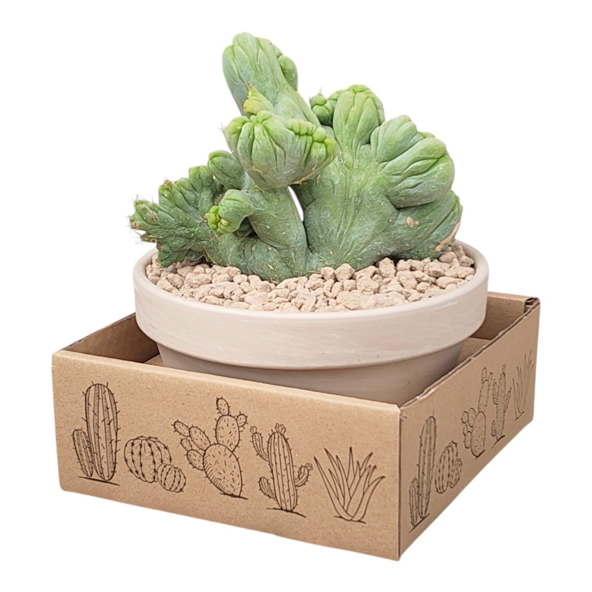 Горшечные цветы и растения оптом Trichocereus Bridgesii Crestato от 1шт из Голландии с доставкой по России