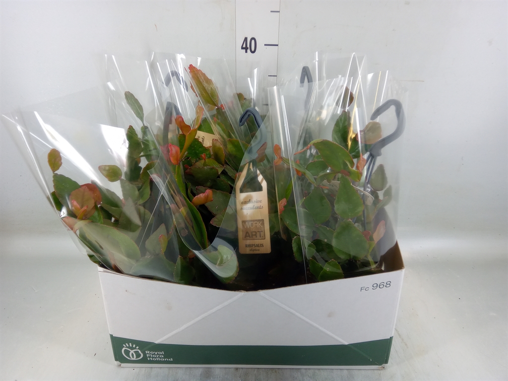 Горшечные цветы и растения оптом Rhipsalis Elliptica от 5шт из Голландии с доставкой по России