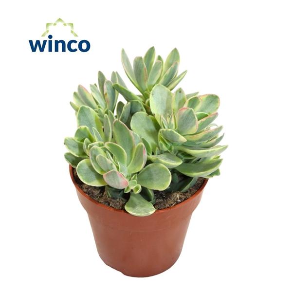 Горшечные цветы и растения оптом Crassula Rusby Variegata от 18шт (для телеги) из Голландии с доставкой по России