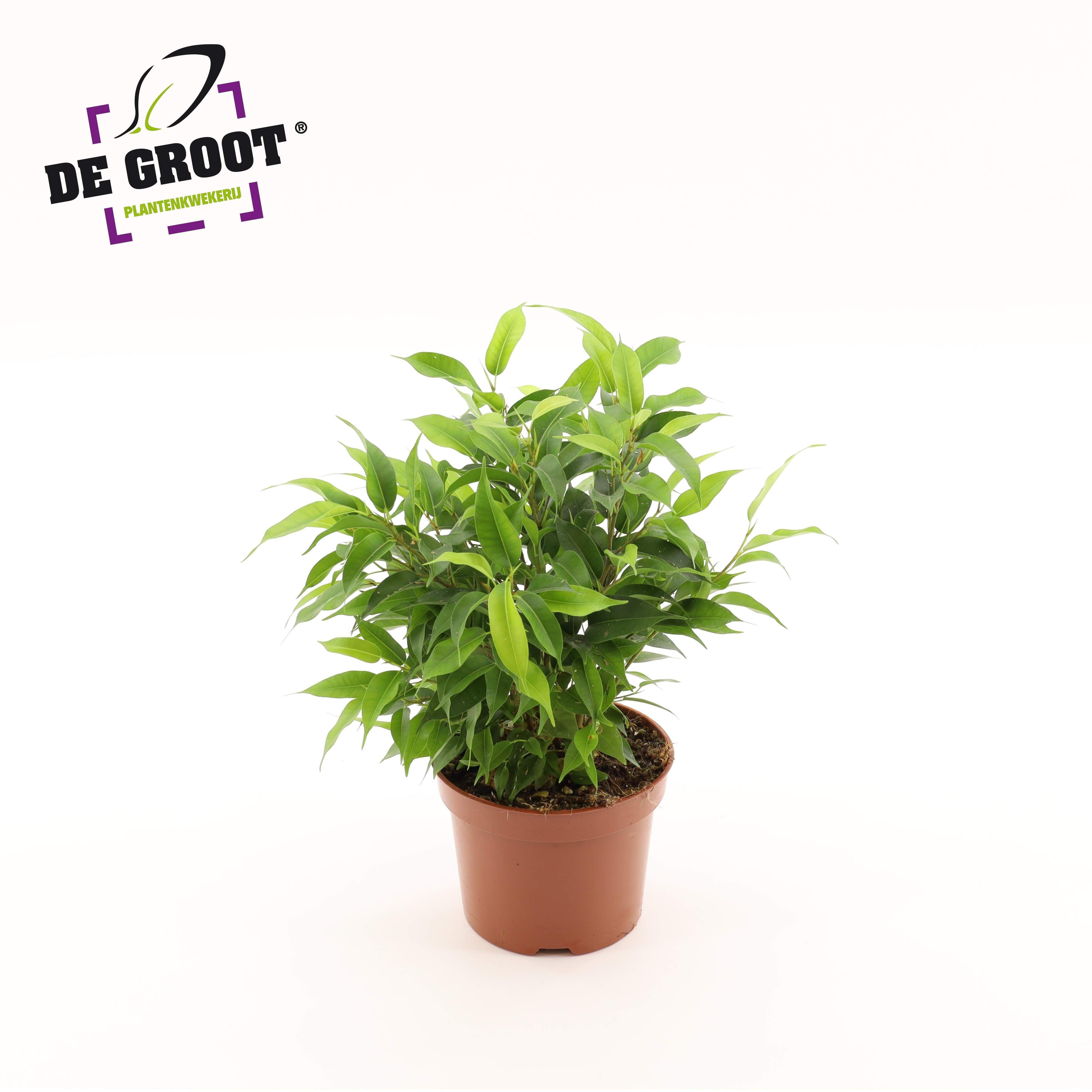 Горшечные цветы и растения оптом Ficus Be Natasja от 10шт из Голландии с доставкой по России