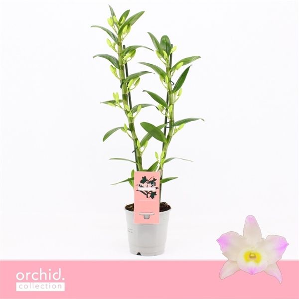 Горшечные цветы и растения оптом Den Nobilé 2st Kumiko 2 Orchid Collection от 10шт из Голландии с доставкой по России