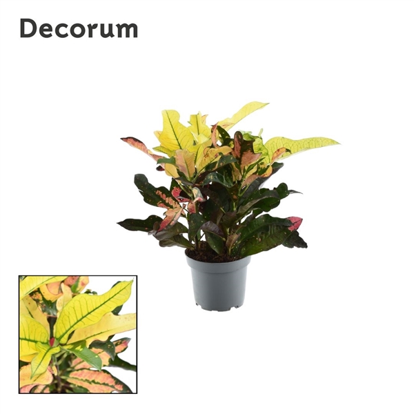 Горшечные цветы и растения оптом Codiaeum Wilma Head (decorum) от 10шт из Голландии с доставкой по России