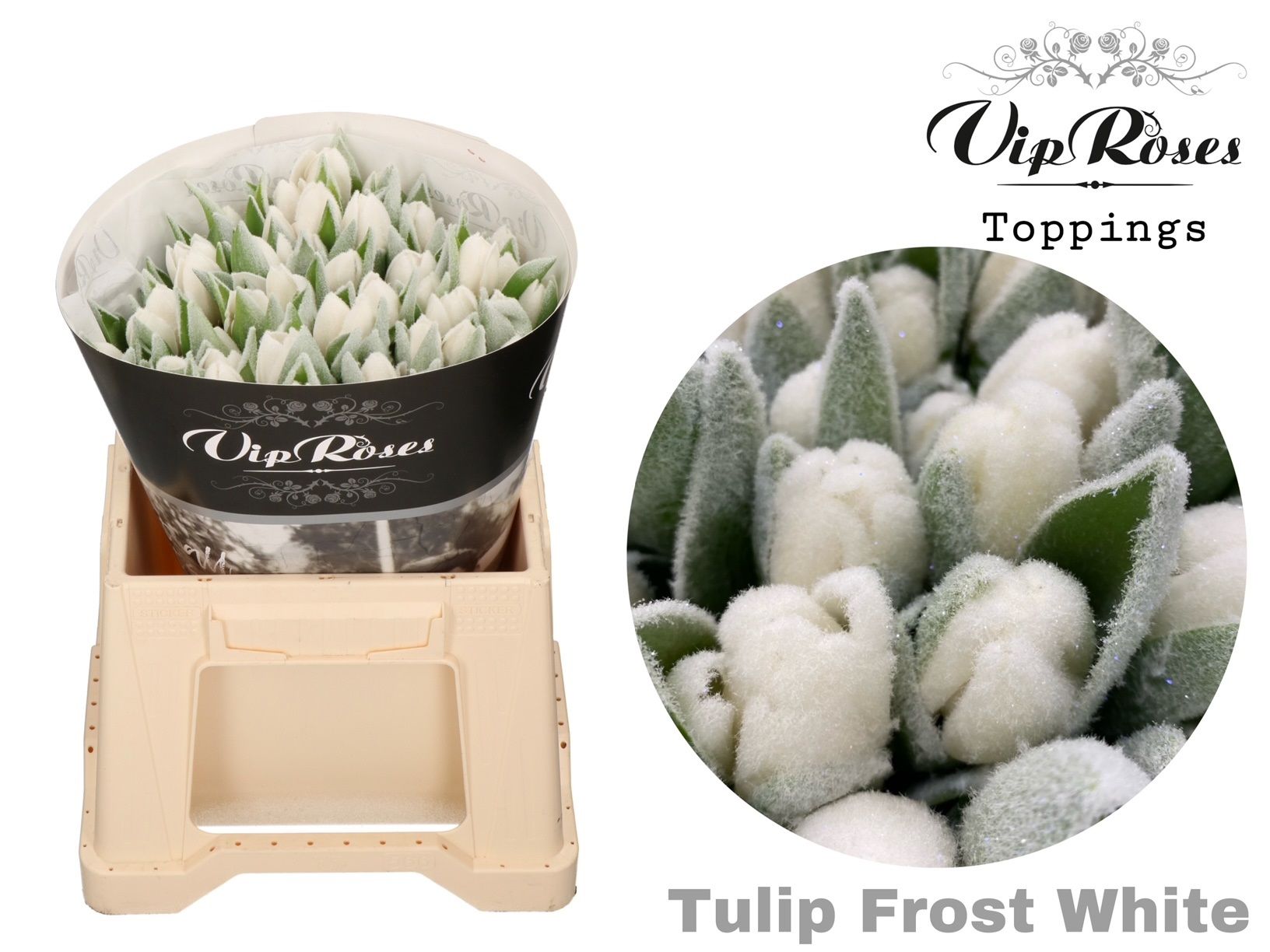 Срезанные цветы оптом Tulipa si paint frost antartica от 50шт из Голландии с доставкой по России