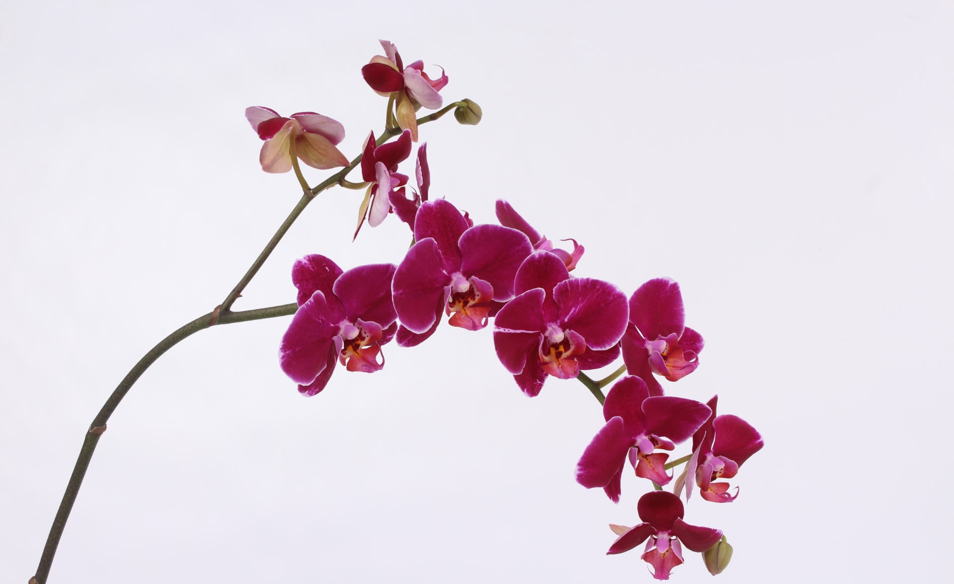Срезанные цветы оптом Phalaenopsis от 8шт... из Голландии с доставкой по России