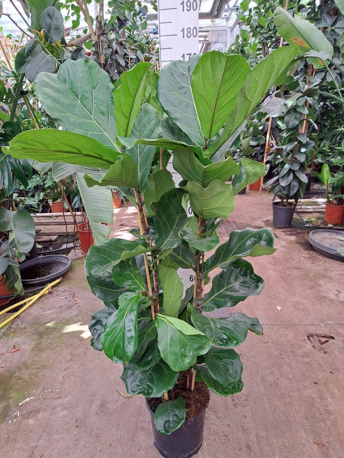 Горшечные цветы и растения оптом Ficus Lyrata 3pp от 1шт из Голландии с доставкой по России