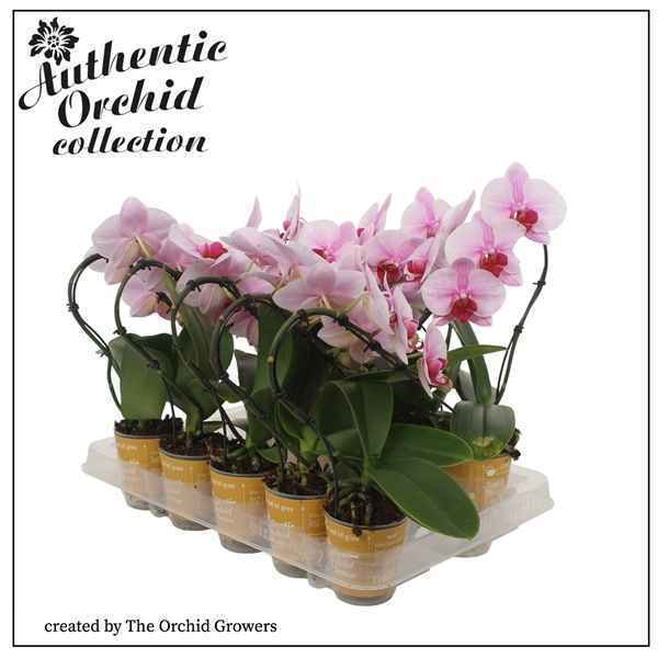 Горшечные цветы и растения оптом Phal Swan 1st Blush Authentic (orchid Growers) от 10шт из Голландии с доставкой по России