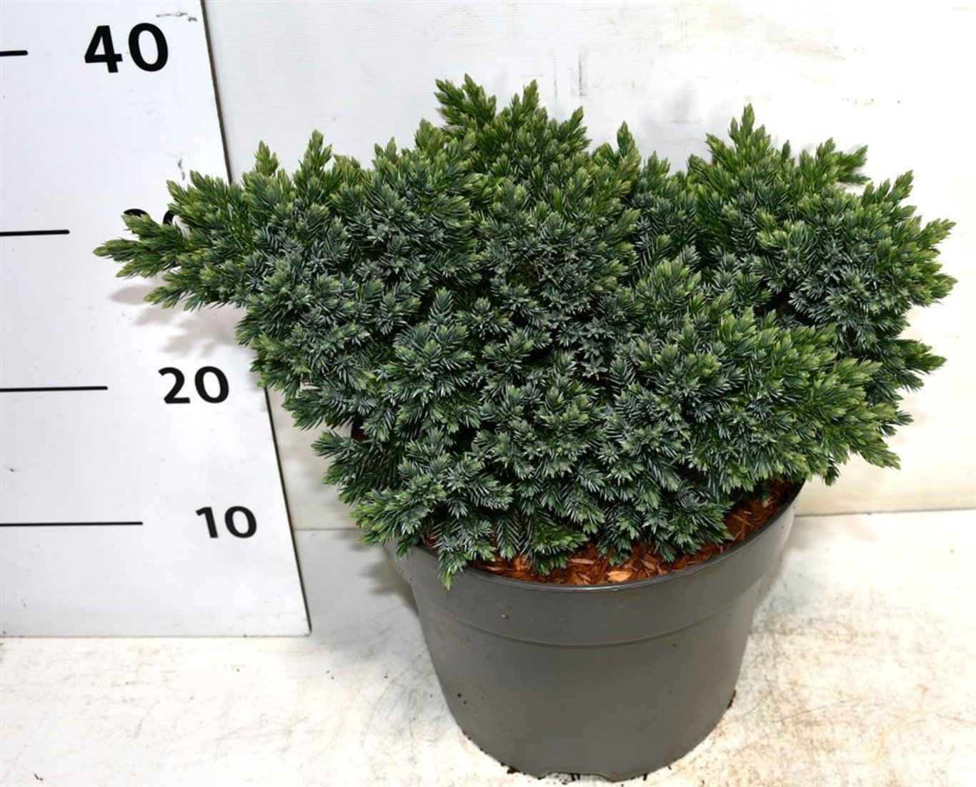Горшечные цветы и растения оптом Juniperus Squa Blue Star от 1шт из Голландии с доставкой по России