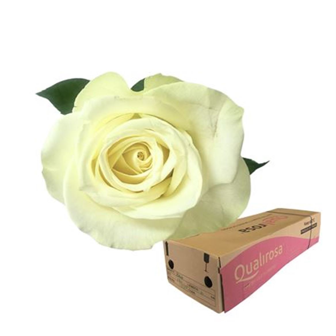 Срезанные цветы оптом Rosa large snowstorm+ от 460шт из Голландии с доставкой по России