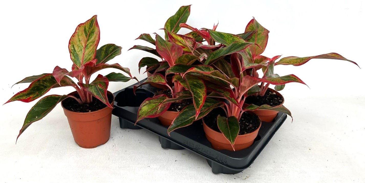 Горшечные цветы и растения оптом Aglao Crete от 6шт из Голландии с доставкой по России