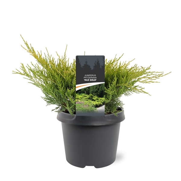 Горшечные цветы и растения оптом Juniperus Pfit Old Gold от 1шт из Голландии с доставкой по России