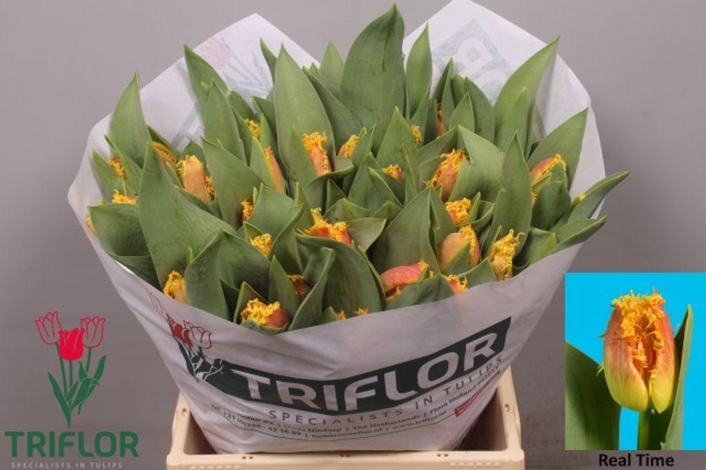 Срезанные цветы оптом Tulipa fr real time от 50шт из Голландии с доставкой по России