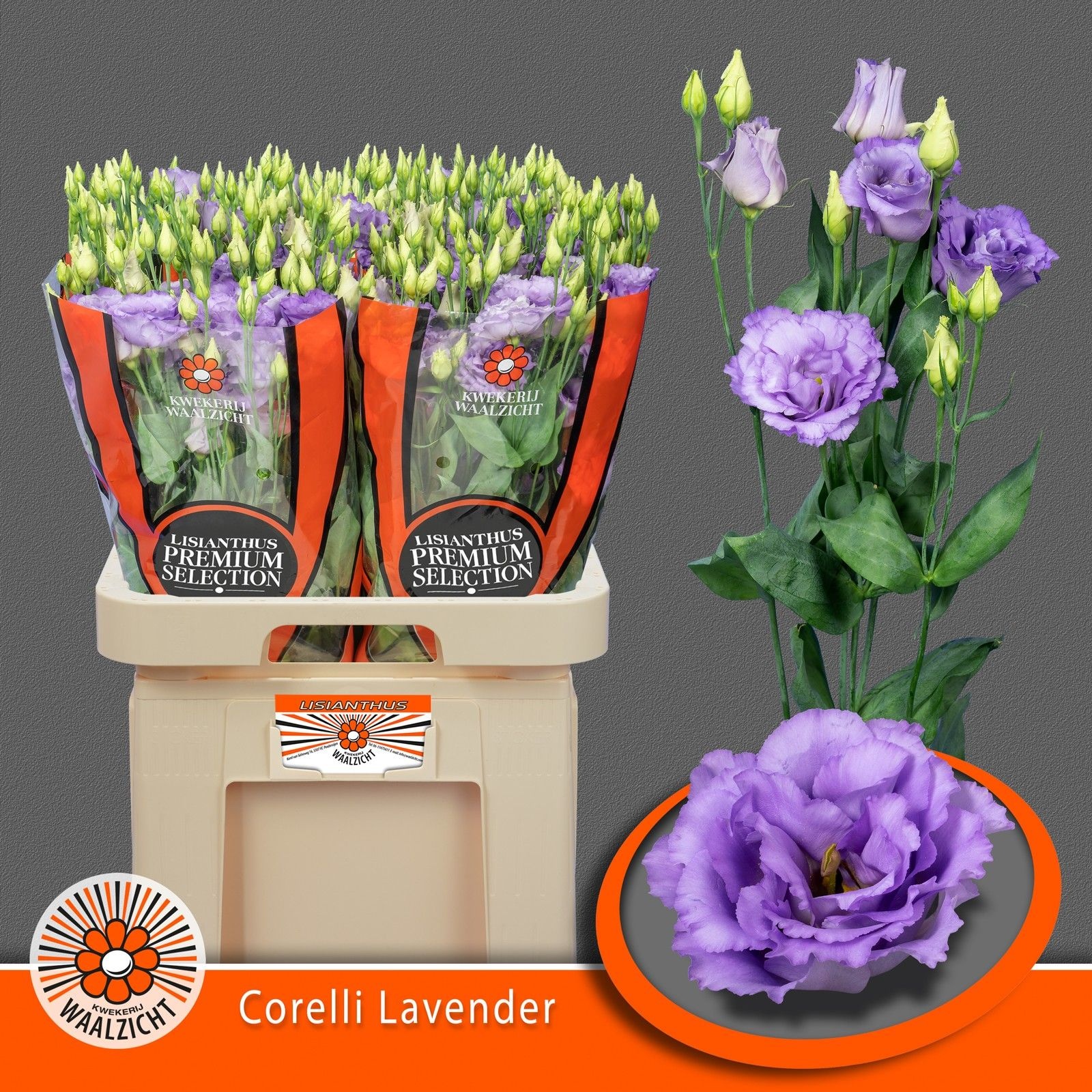 Срезанные цветы оптом Lisianthus do corelli lavender от 40шт. из Голландии с доставкой по России