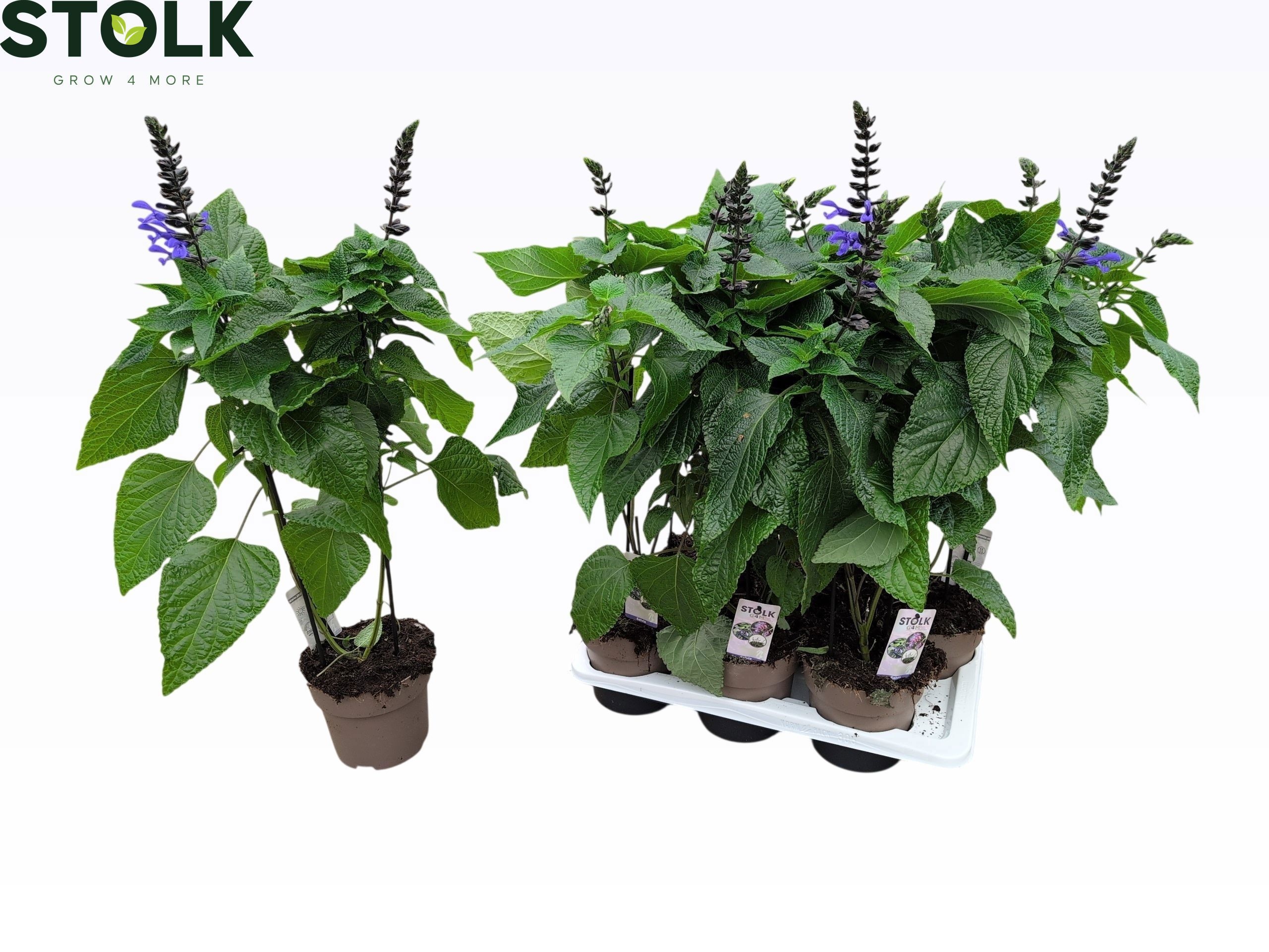 Горшечные цветы и растения оптом Salvia Black & Bloom от 6шт из Голландии с доставкой по России