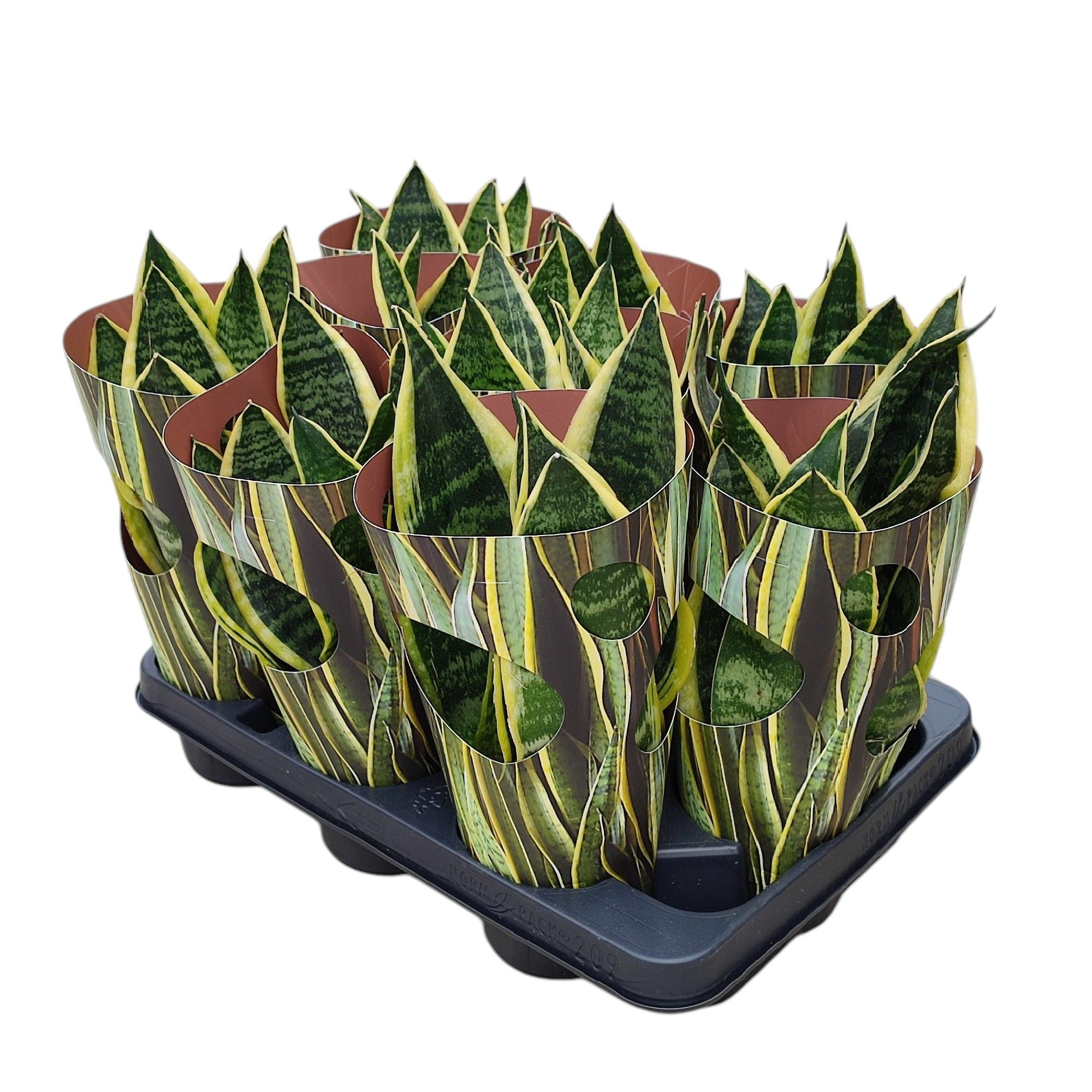 Горшечные цветы и растения оптом Sansevieria Trifasciata от 9шт из Голландии с доставкой по России