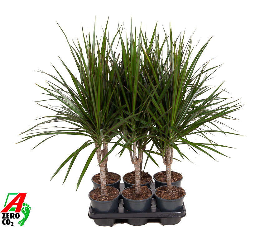Горшечные цветы и растения оптом Dracaena Marginata от 6шт из Голландии с доставкой по России