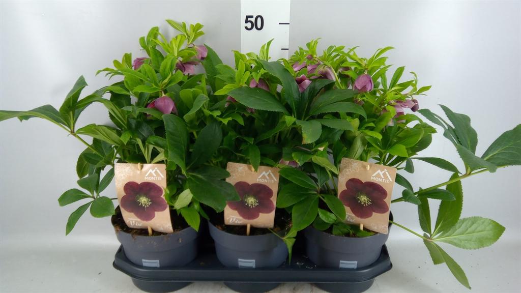 Горшечные цветы и растения оптом Helleborus Ori. от 3шт из Голландии с доставкой по России
