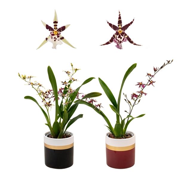 Горшечные цветы и растения оптом Brassia 1-2st Titanium Treasure Ceramic от 8шт (для телеги) из Голландии с доставкой по России