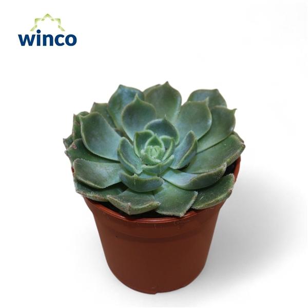 Горшечные цветы и растения оптом Echeveria Bron Rose от 20шт (для телеги) из Голландии с доставкой по России