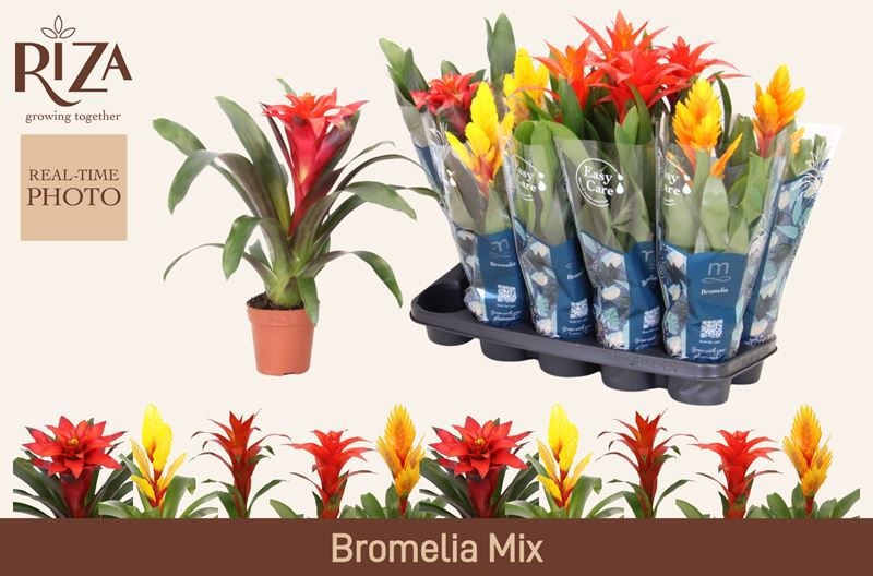 Горшечные цветы и растения оптом Bromelia Gem 6 Srt от 10шт из Голландии с доставкой по России