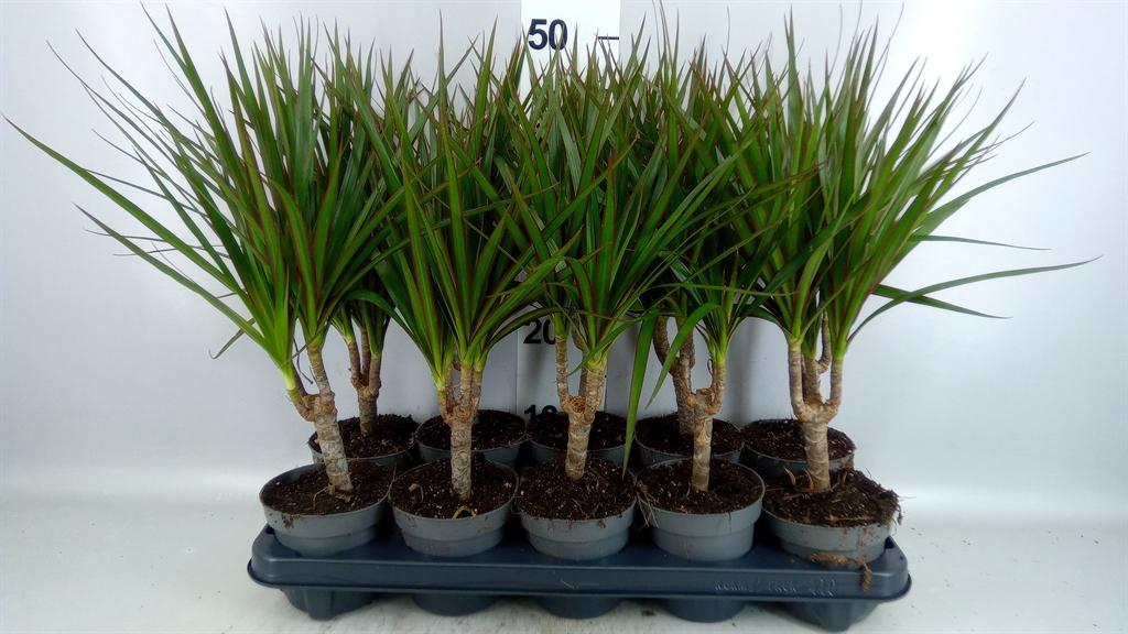 Горшечные цветы и растения оптом Dracaena Marg. от 10шт из Голландии с доставкой по России