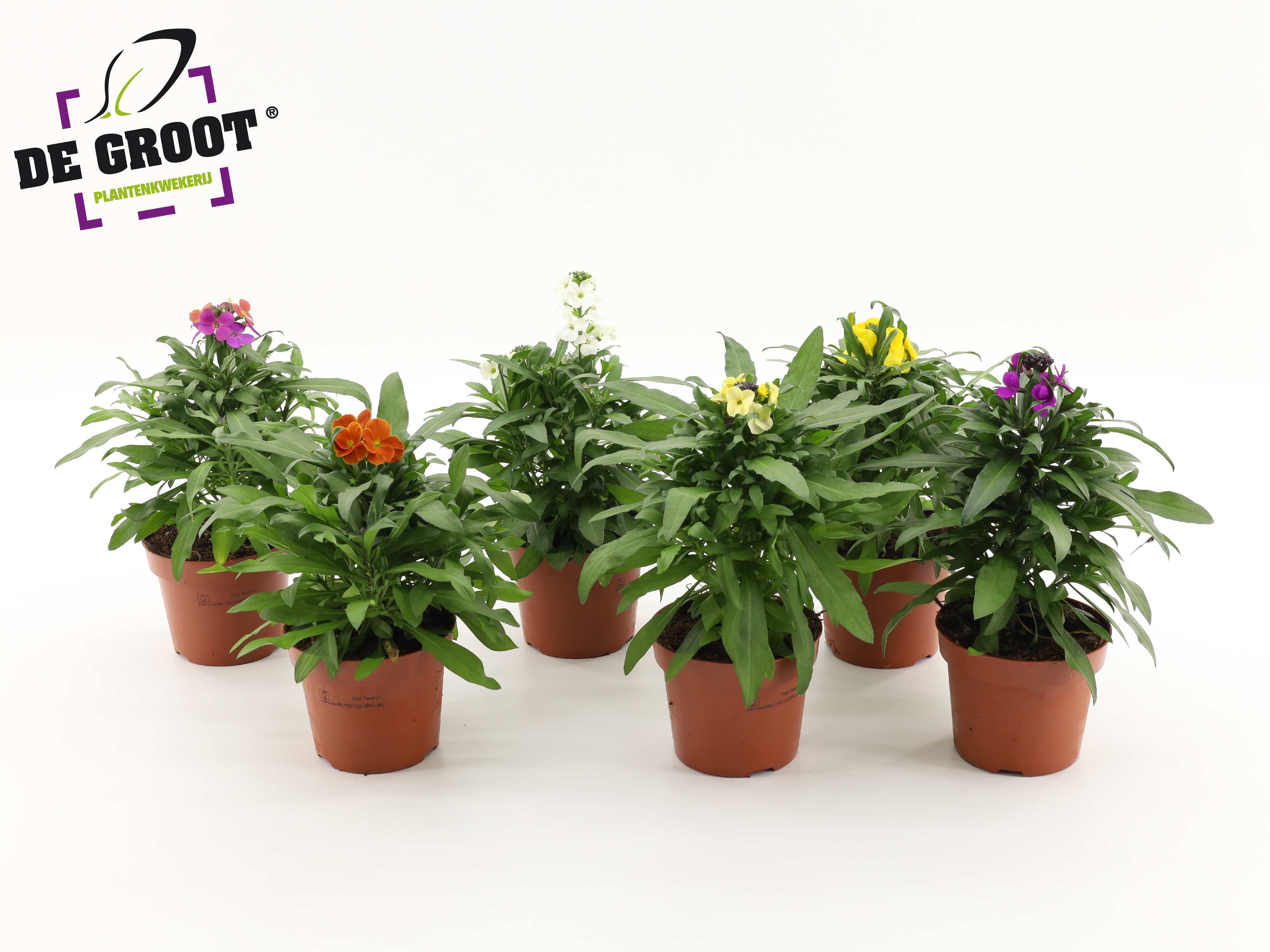 Горшечные цветы и растения оптом Erysimum Mix (mix Per Laag/kar) от 8шт из Голландии с доставкой по России