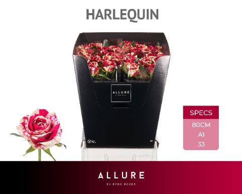 Срезанные цветы оптом Rosa large harlequin Allure от 50шт из Голландии с доставкой по России