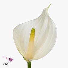 Срезанные цветы оптом Anthurium whisper от 10шт из Голландии с доставкой по России