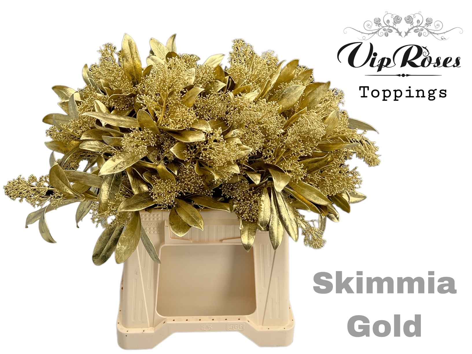 Срезанные цветы оптом Skimmia paint gold от 10шт из Голландии с доставкой по России