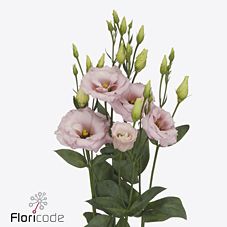 Срезанные цветы оптом Lisianthus do lisanne light pink от 40шт из Голландии с доставкой по России