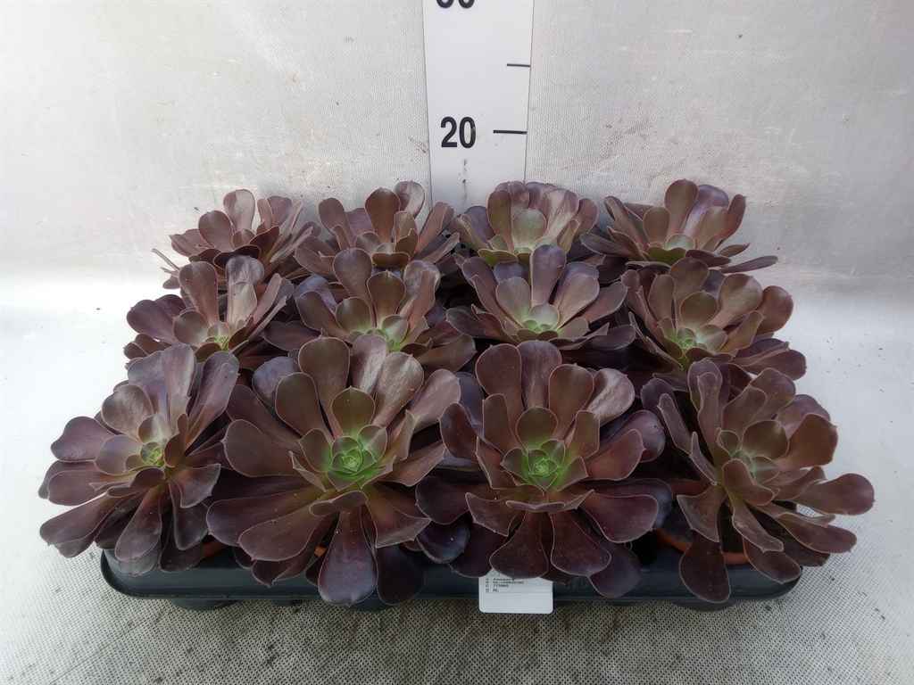 Горшечные цветы и растения оптом Aeonium Arboreum от 12шт из Голландии с доставкой по России