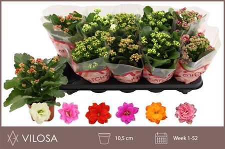 Горшечные цветы и растения оптом Kalanchoe Double Mix, 6 Colours от 10шт из Голландии с доставкой по России