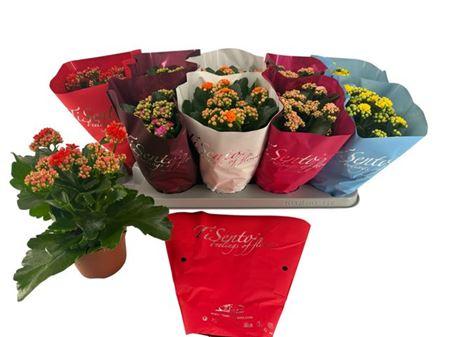 Горшечные цветы и растения оптом Kal Cal Mix Tisento от 10шт из Голландии с доставкой по России