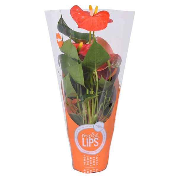 Горшечные цветы и растения оптом Anth An Orange Champion 3+ Morelips In Showhoes от 12шт из Голландии с доставкой по России