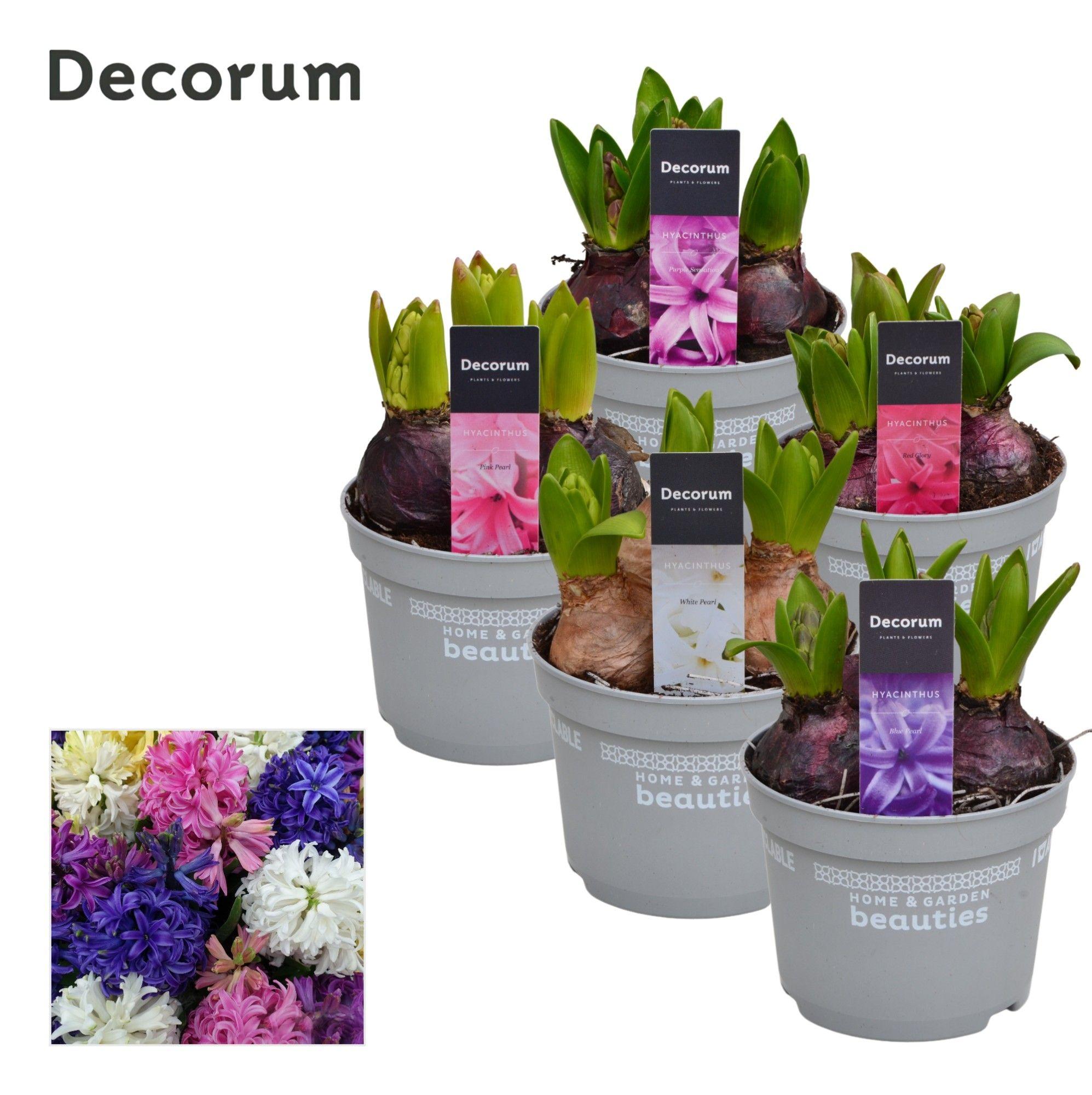 Горшечные цветы и растения оптом Hyacinthus Mix 3pp (decorum) от 10шт из Голландии с доставкой по России