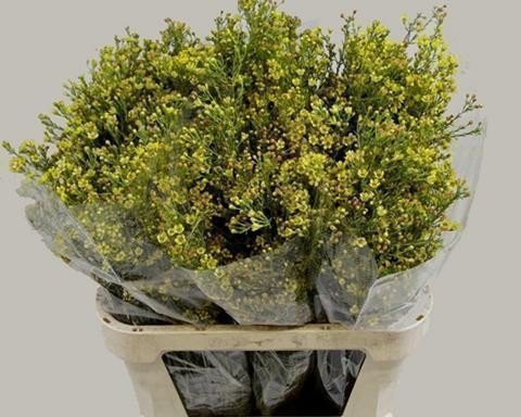 Срезанные цветы оптом Chamelaucium paint yellow от 100шт из Голландии с доставкой по России