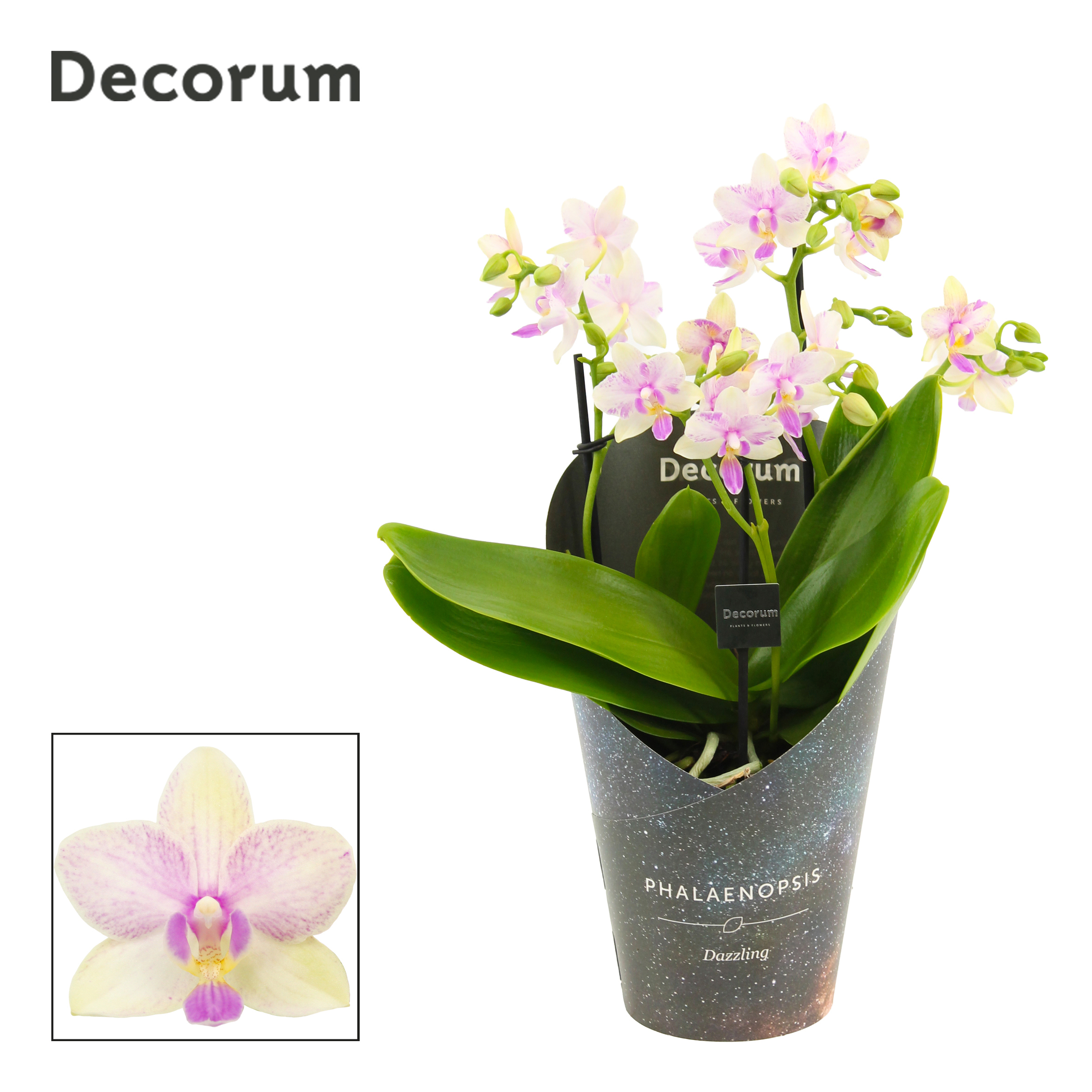 Горшечные цветы и растения оптом Phal 3-4 Dazzling Blossom Bliss (dec) от 6шт из Голландии с доставкой по России