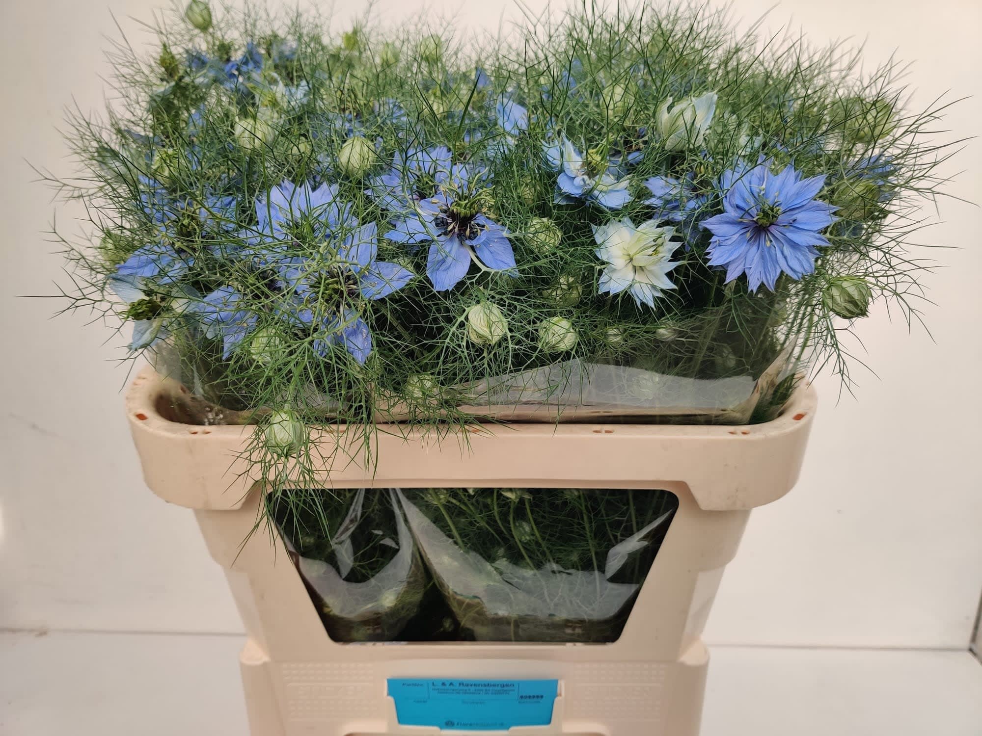Срезанные цветы оптом Nigella miss jekyll oxford blue от 10шт из Голландии с доставкой по России