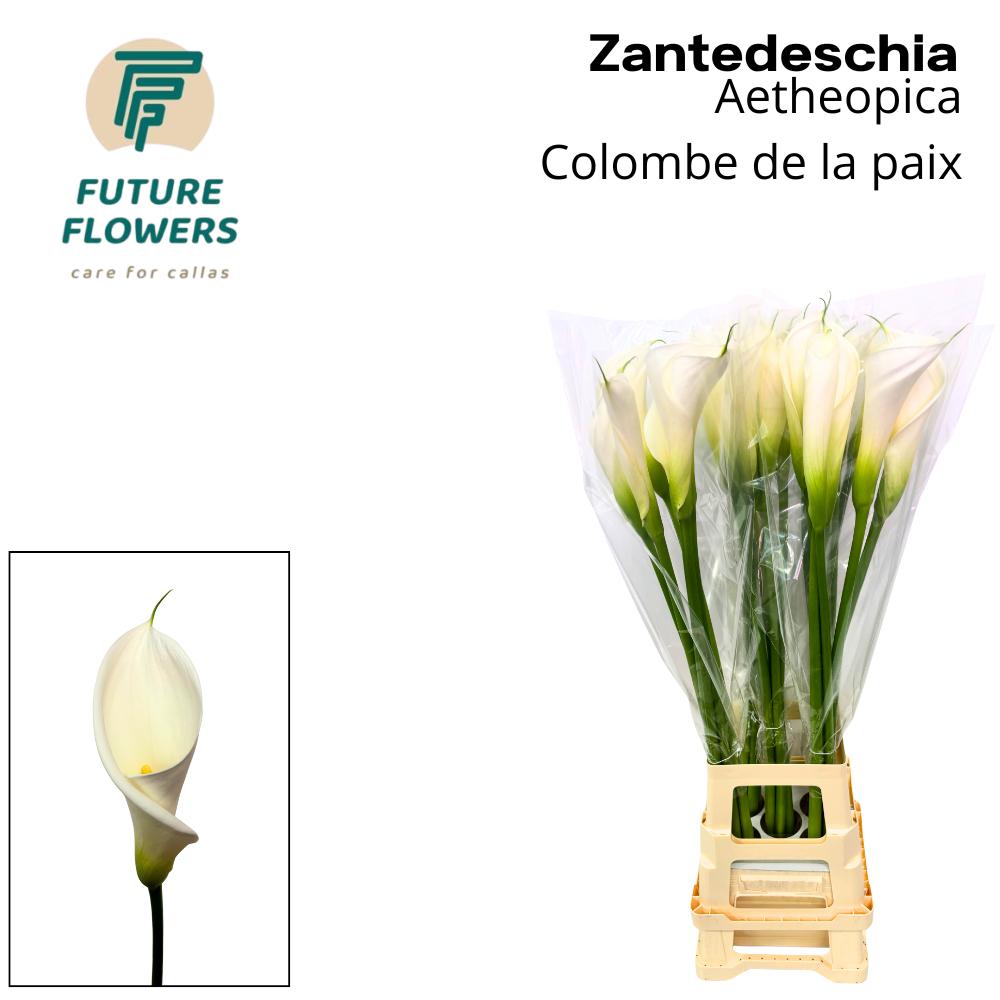 Срезанные цветы оптом Zantedeschia ae colombe de la paix от 25шт. из Голландии с доставкой по России