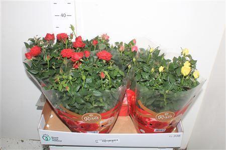 Горшечные цветы и растения оптом Ro Fav Ro Gem 3 Srt Schaal от 4шт из Голландии с доставкой по России