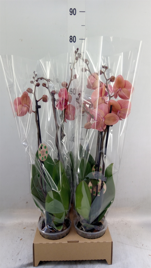 Горшечные цветы и растения оптом Phalaenopsis   ... от 4шт' из Голландии с доставкой по России