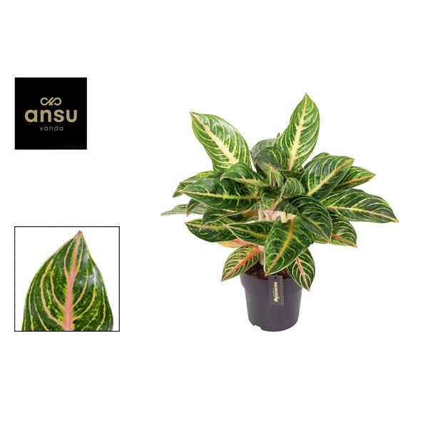 Горшечные цветы и растения оптом Aglaonema Red Okapi от 3шт из Голландии с доставкой по России