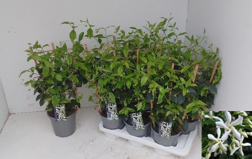 Горшечные цветы и растения оптом Trac Jasminoides от 6шт из Голландии с доставкой по России Горшечные цветы и растения оптом Trac Jasminoides от 6шт из Голландии с доставкой по России