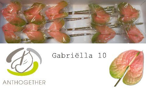 Срезанные цветы оптом Anthurium avo gabriella от 10шт из Голландии с доставкой по России