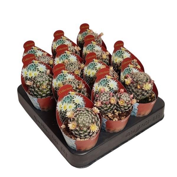 Горшечные цветы и растения оптом Mammillaria Duwei Potcover от 12шт (для телеги) из Голландии с доставкой по России