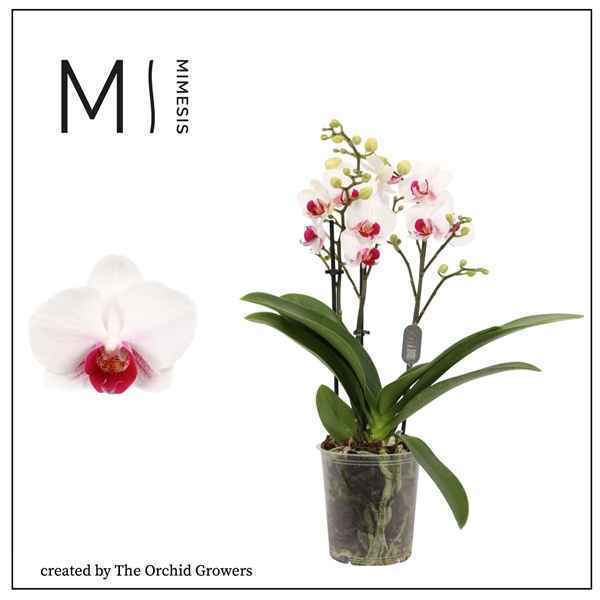 Горшечные цветы и растения оптом Phal 3st Safe Haven 20+ (the Orchid Growers) от 12шт из Голландии с доставкой по России