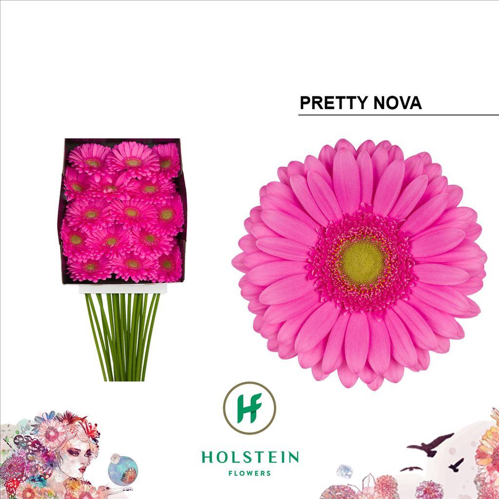 Срезанные цветы оптом Gerbera diamond pretty nova от 15шт из Голландии с доставкой по России